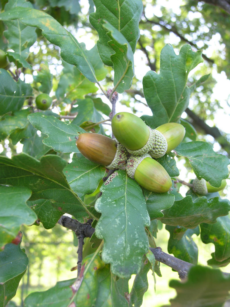 Genere Quercus (foto e iconografie)